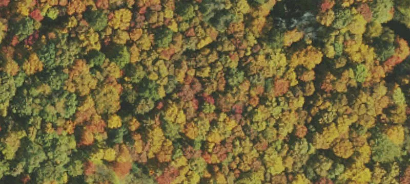 Recreational Hunting Tract with Trout