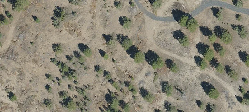 Wooded Estate Homesite with Mountain Views