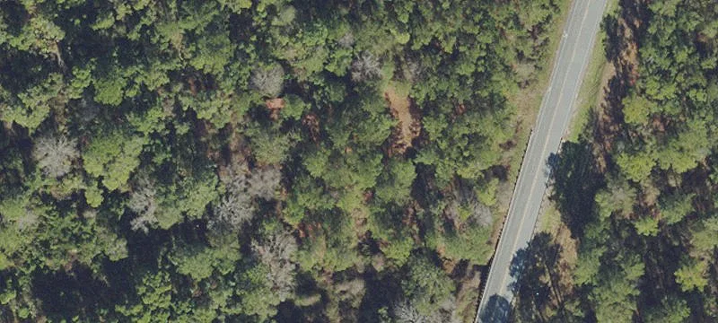 Uncleared Land Parcel