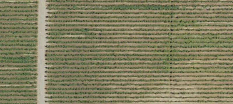 Drip-Irrigated Vineyard Property