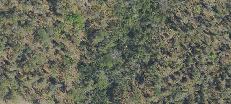 Wooded Acreage with Paved Frontage
