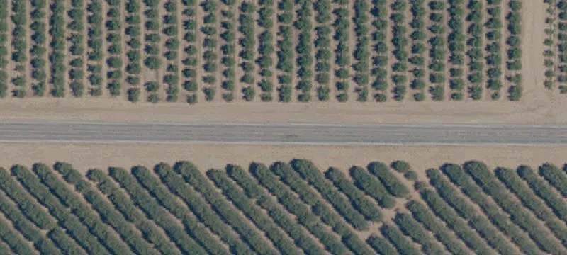 Mature Pistachio Orchard Land