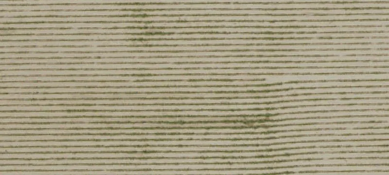 Thompson Seedless Vineyard Property