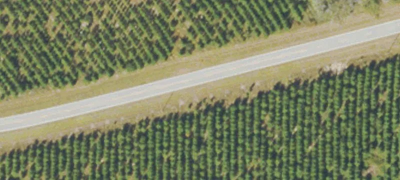 Turnkey Blueberry Farm with Homesite