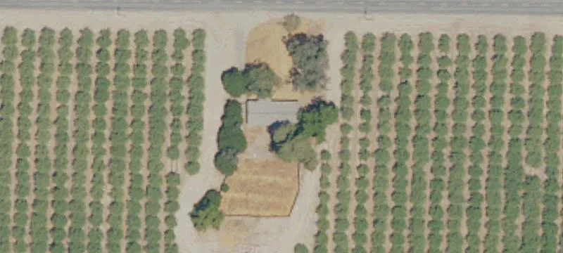 Producing Almond Orchard