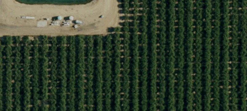 Almond Orchard and Open Land