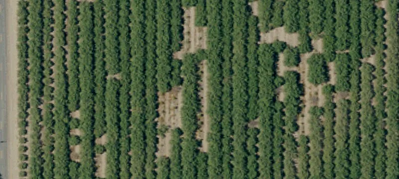 Farms Almond Orchard with Lease