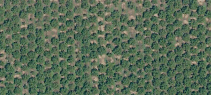 Fully Planted Walnut Orchard