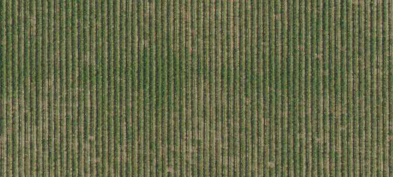 Established Zinfandel Vineyard