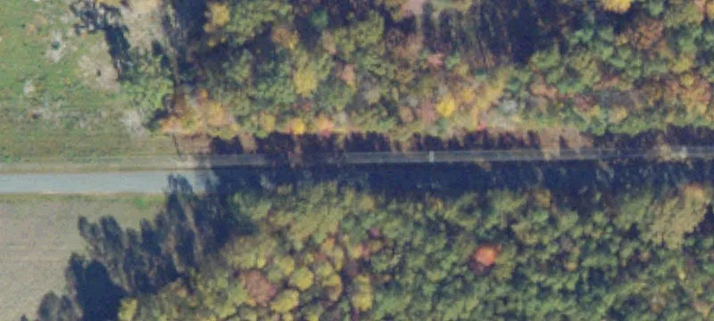 Pine Plantation Farmland with Road Frontage
