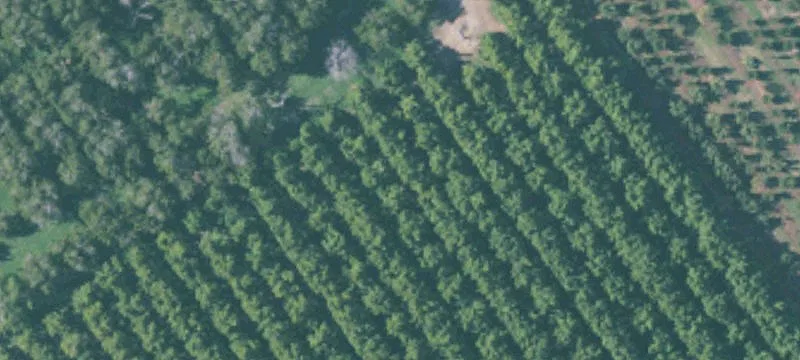 Prune and Walnut Orchard Farm