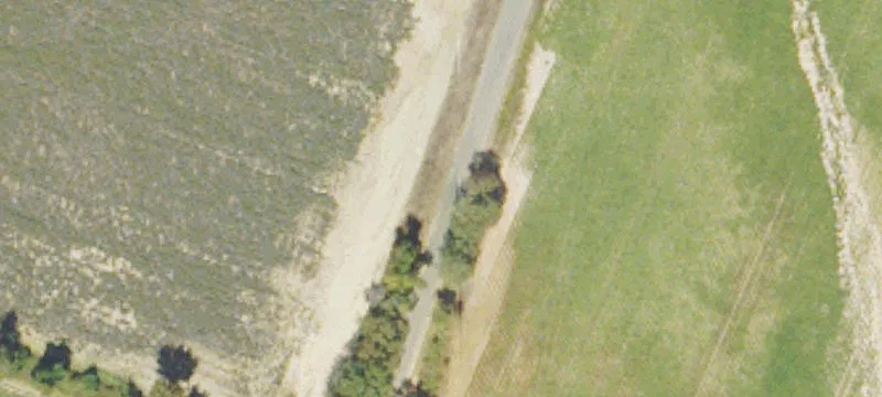 Hunting Land with Longleaf Pine