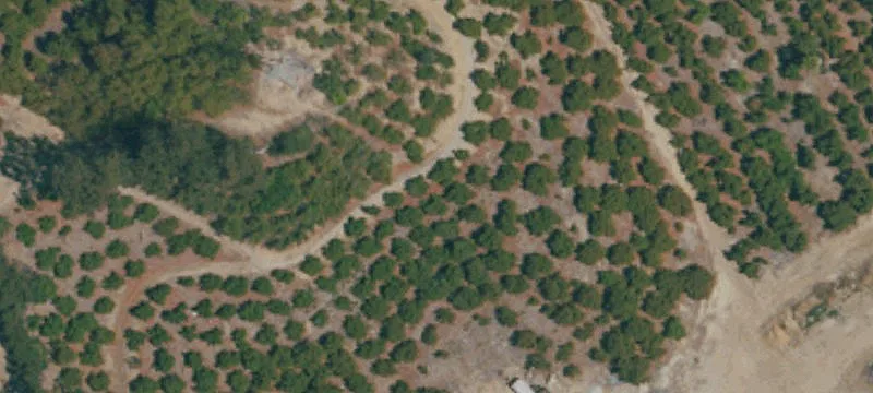 Avocado Farm With Residence