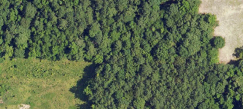 Wooded Hunting Land