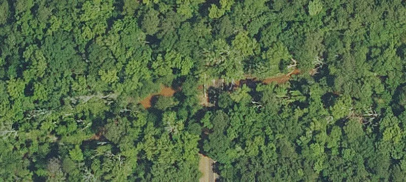 Pine-Planted Agricultural Land