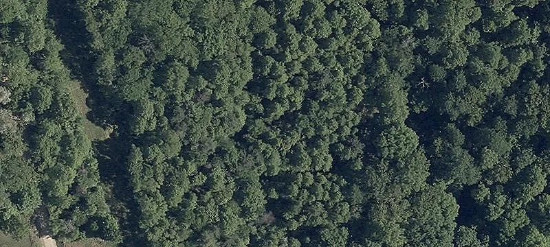 Wooded Hunting Land With Cabin
