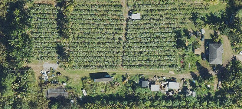 Producing Longan Grove Farm