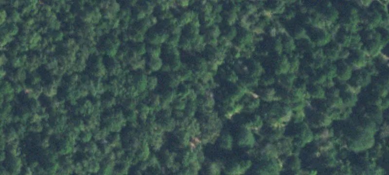 Heavily Wooded Hunting Land