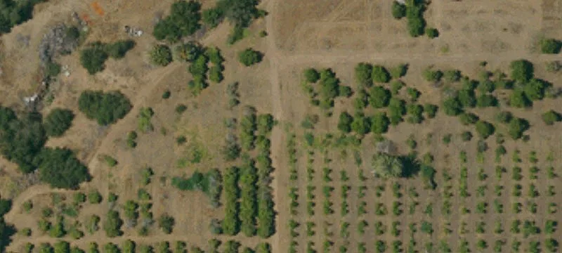 Citrus Farm With Irrigation
