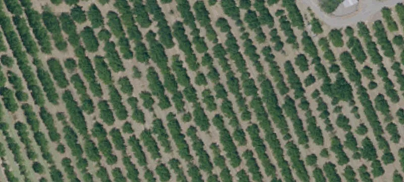 Walnut Orchard Farm With Processing Facility