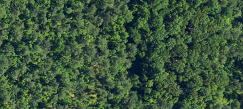 Wooded Agricultural Land Tracts