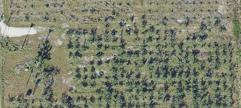 Mango Grove Agricultural Land