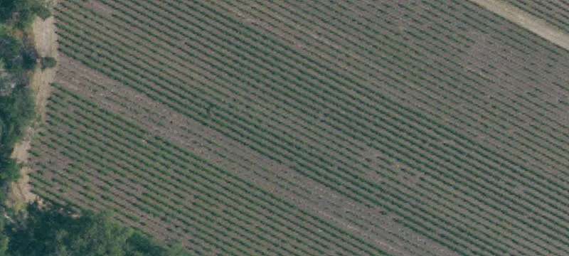 Producing Vineyard With Building Envelope