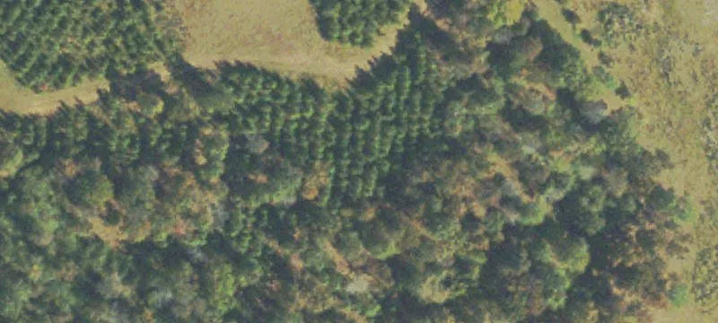 Managed Timber Hunting Land