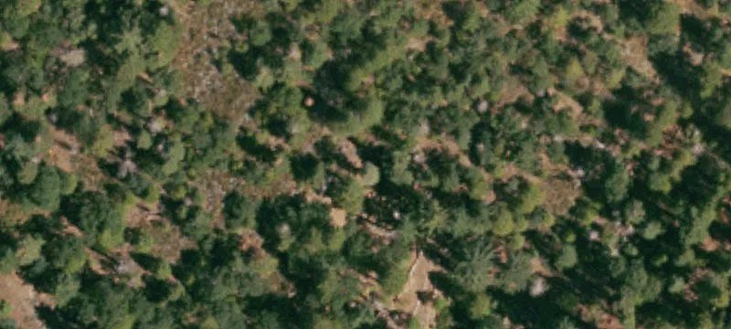 Forested Land Parcel