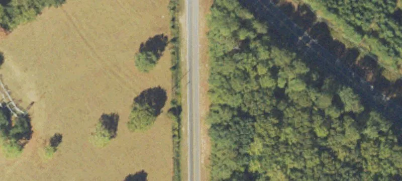 Cattle Farm with Pine Forest