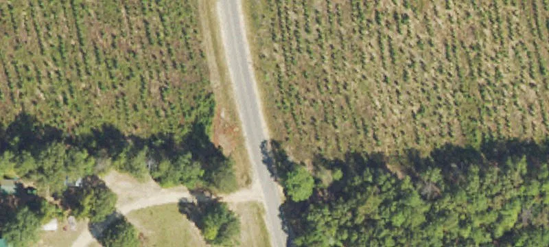 Agricultural Land with Planted Pines