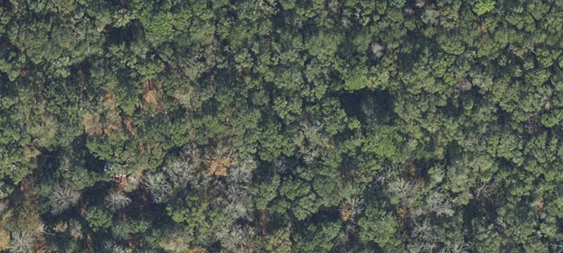 Wooded Agricultural Land