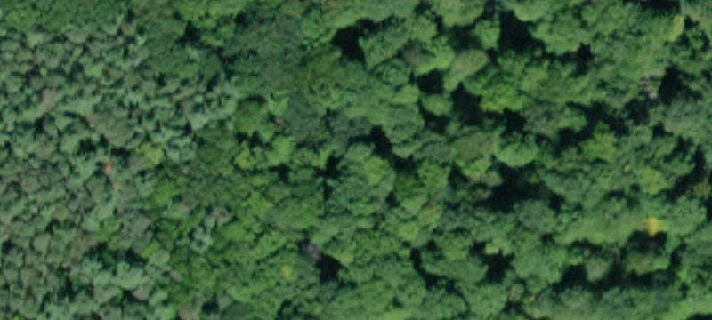Wooded Hunting Land with Cabin