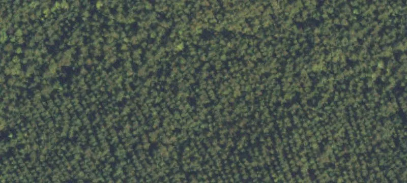 Planted Pine Farmland