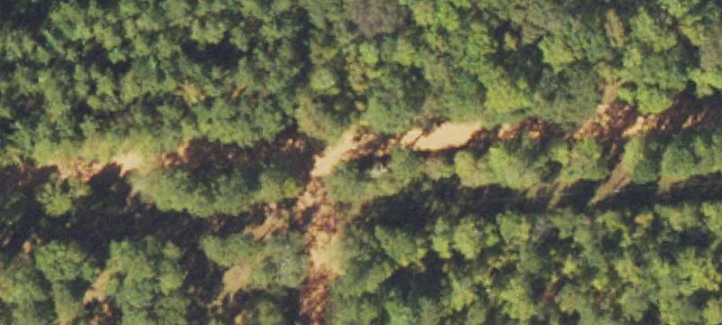 Pine Timberland Tract