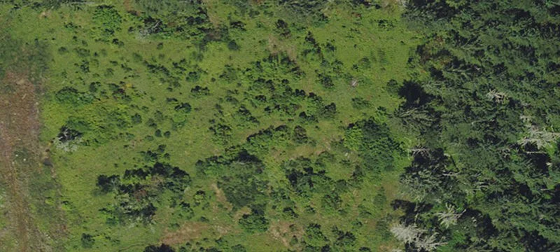 Forested Agricultural Land