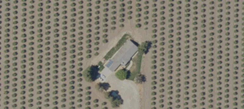 Almond Farm With Residence