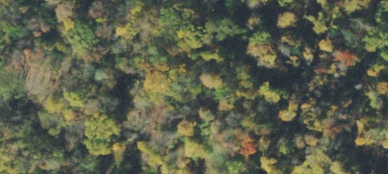 Hunting Land with Rustic Cabin