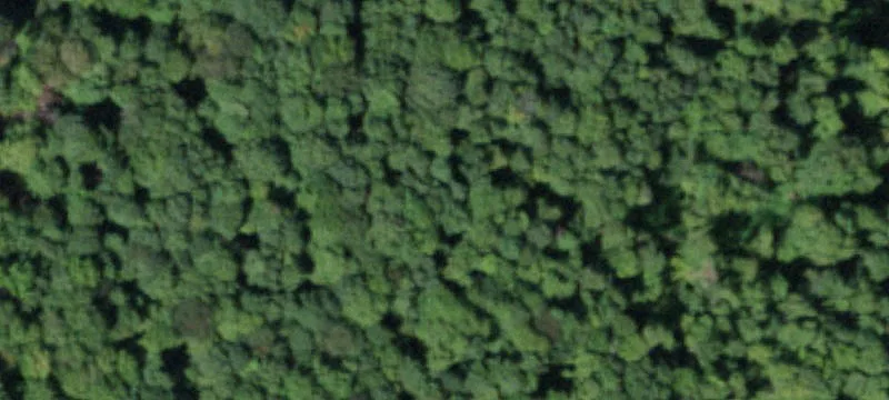 Wooded Hunting Land