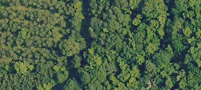Pine Plantation Agricultural Land