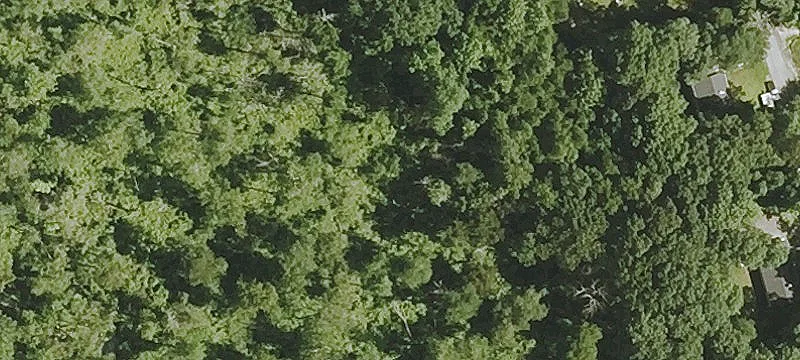 Wooded Land Parcel
