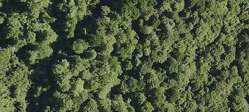 Wooded Country Land