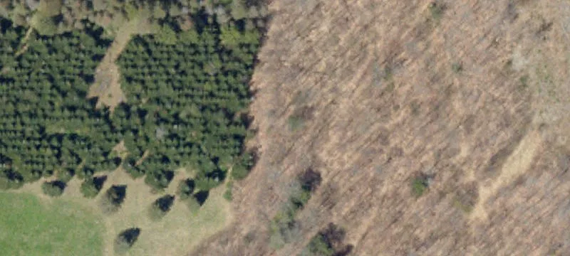 Wooded Land