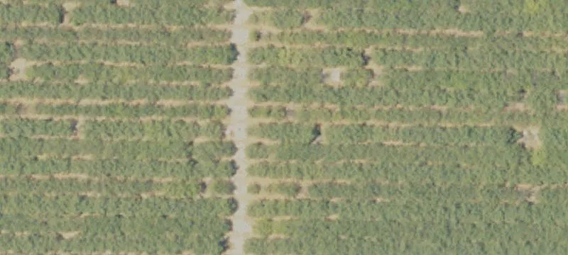 Orchard Farm with Highway Frontage