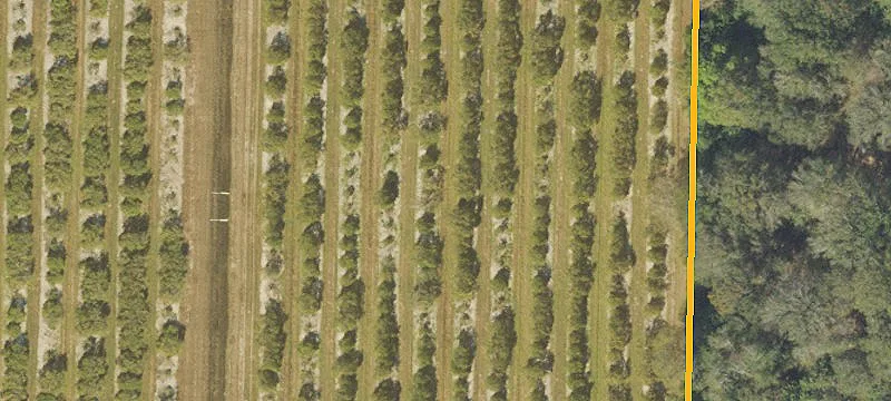 Producing Citrus Farm