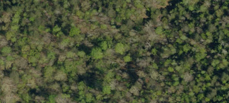 Wooded Recreation Land