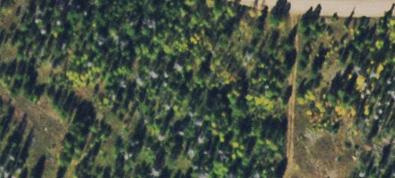 Mountain Land with Mature Trees
