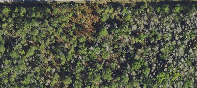 Wooded Country Land