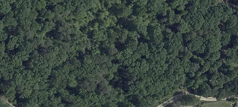 Farm Property with Mature Trees