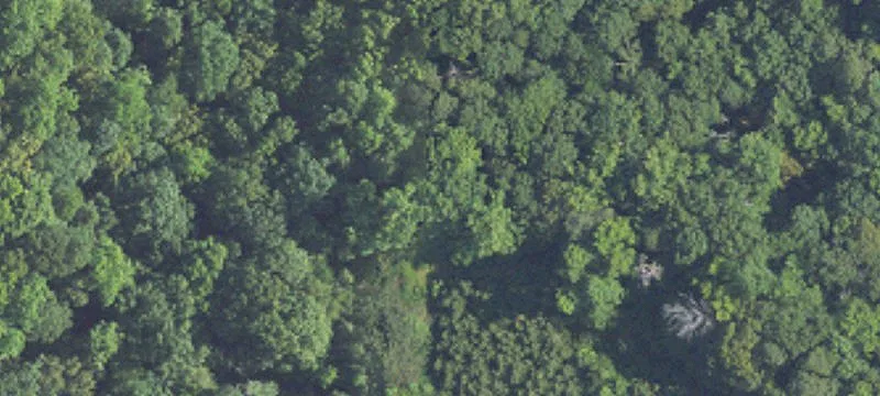 Land with Mature Timber